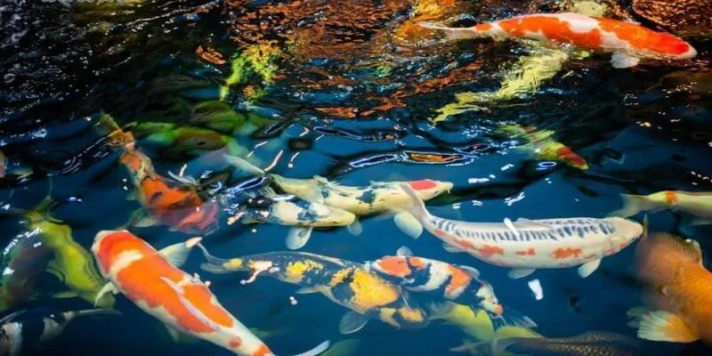 Giấc mơ đàn cá bơi trong nước tượng trưng cho cuộc sống suôn sẻ